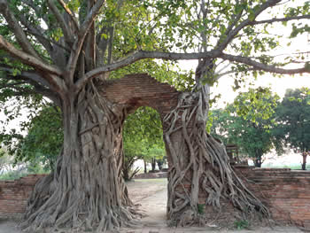 Tree with Roots