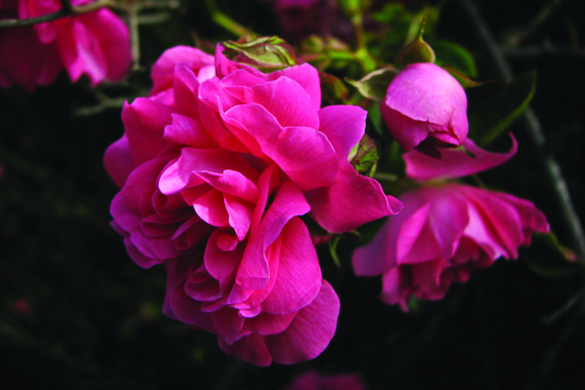 dorothy-perkins-rose