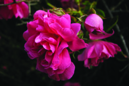 dorothy-perkins-rose