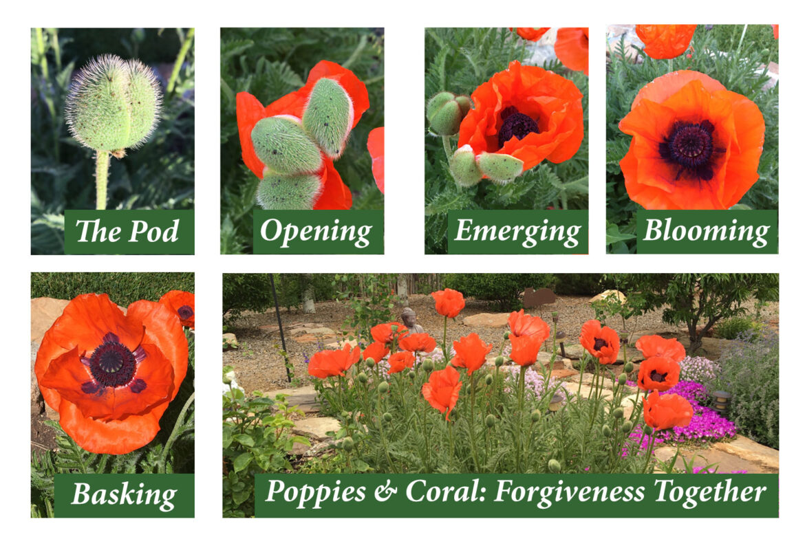 drews_forgiveness_poppies